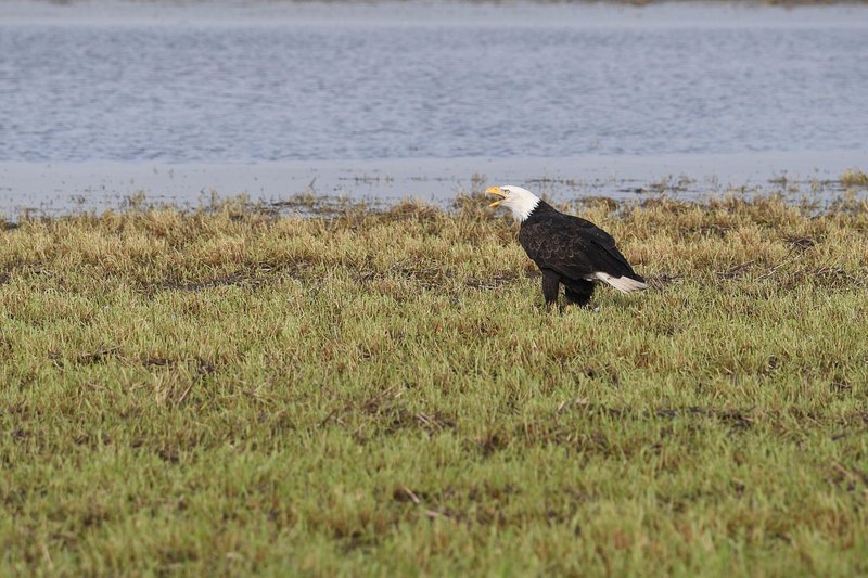 Differences Between The Eagle And Similar Bird Species