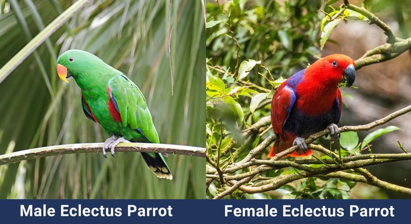 Differences Between The Eclectus Parrot And Similar Bird Species