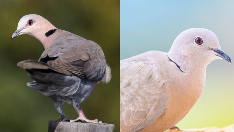 Differences Between The Eurasian Collared Dove And Similar Bird Species