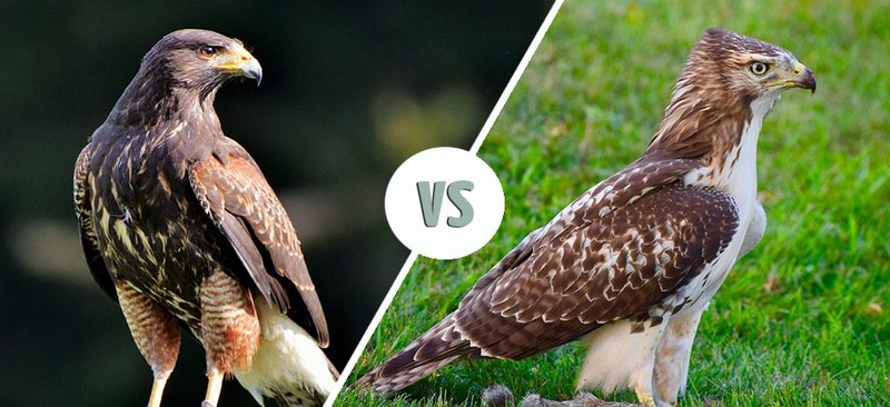 Differences Between The Falcon And Similar Bird Species