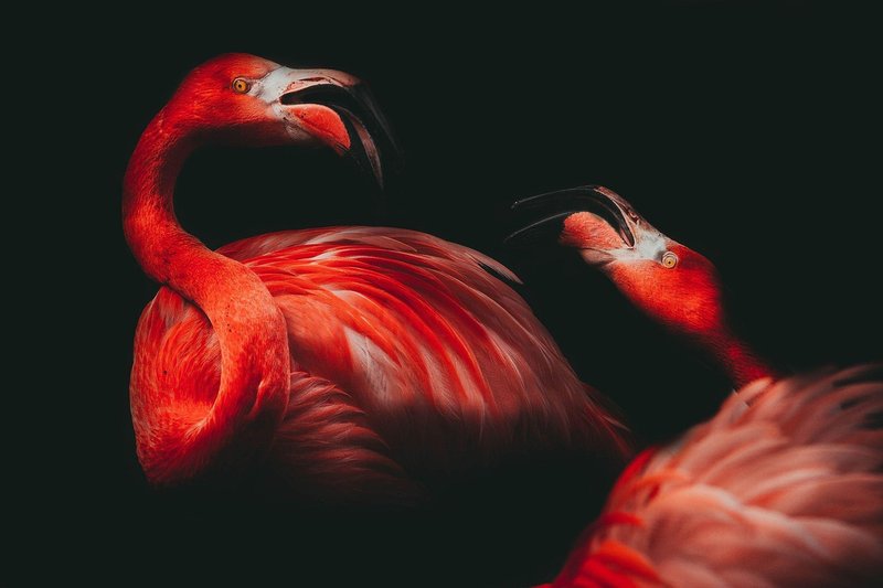 Differences Between The Flamingo And Similar Bird Species