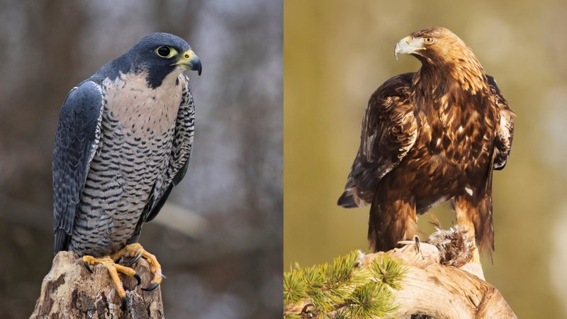 Differences Between The Golden Eagle And Similar Bird Species