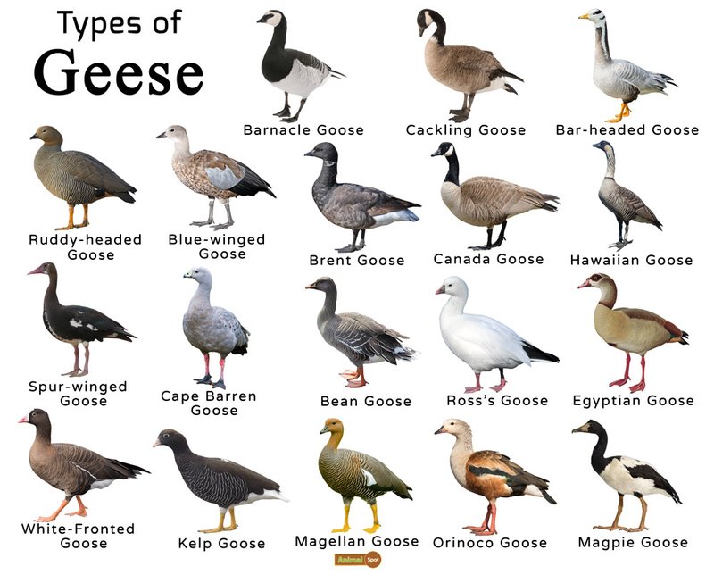 Differences Between The Goose And Similar Bird Species