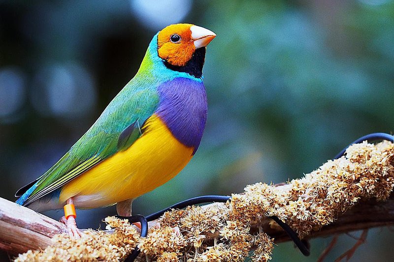 Differences Between The Gouldian Finch And Similar Bird Species