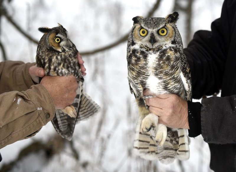 Differences Between The Great Horned Owl And Similar Bird Species