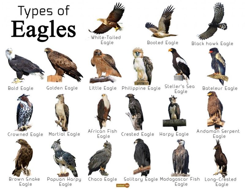 Differences Between The Harpy Eagle And Similar Bird Species