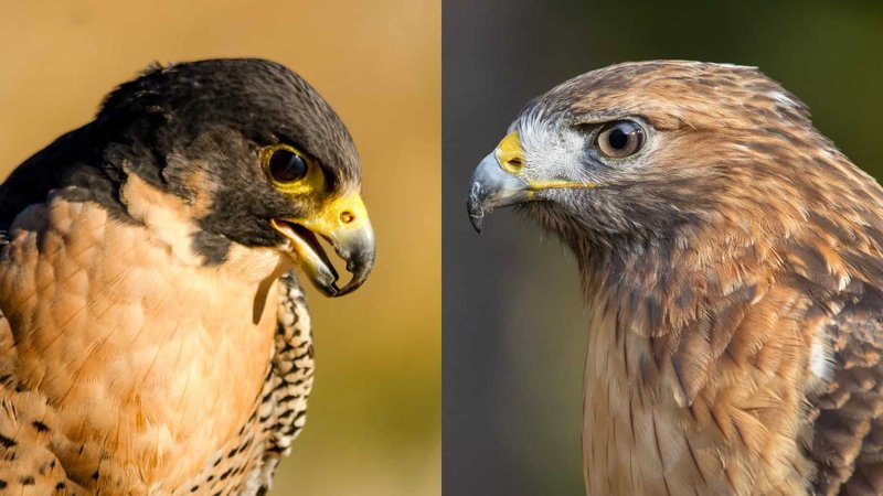 Differences Between The Hawk And Similar Bird Species