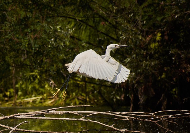 Differences Between The Heron And Similar Bird Species