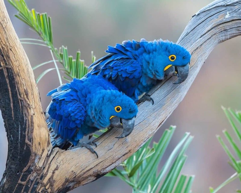 Differences Between The Hyacinth Macaw And Similar Bird Species