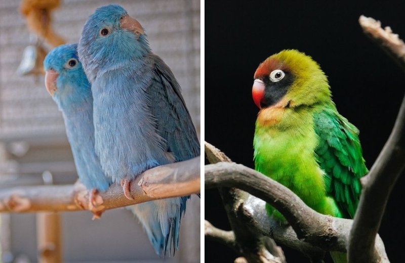 Differences Between The Lovebird And Similar Bird Species
