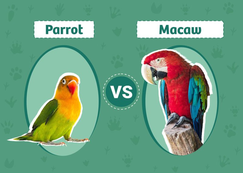 Differences Between The Macaw And Similar Bird Species