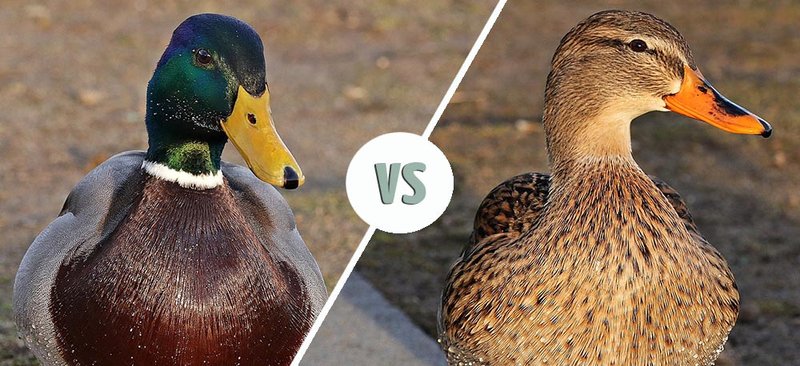 Differences Between The Mallard And Similar Bird Species