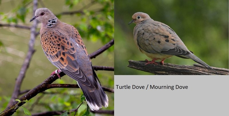 Differences Between The Mourning Dove And Similar Bird Species