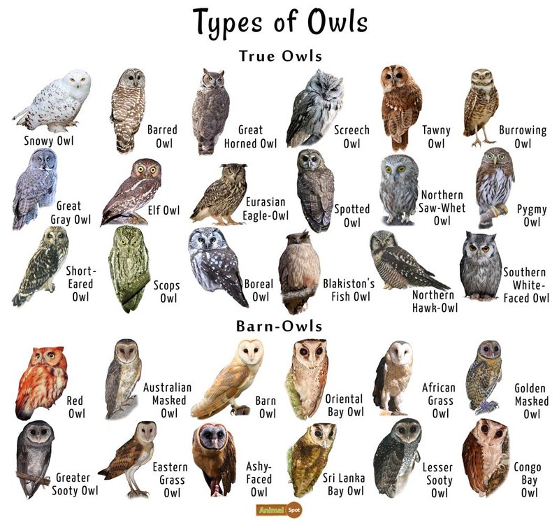 Differences Between The Owl And Similar Bird Species