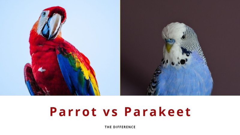Differences Between The Parrot And Similar Bird Species