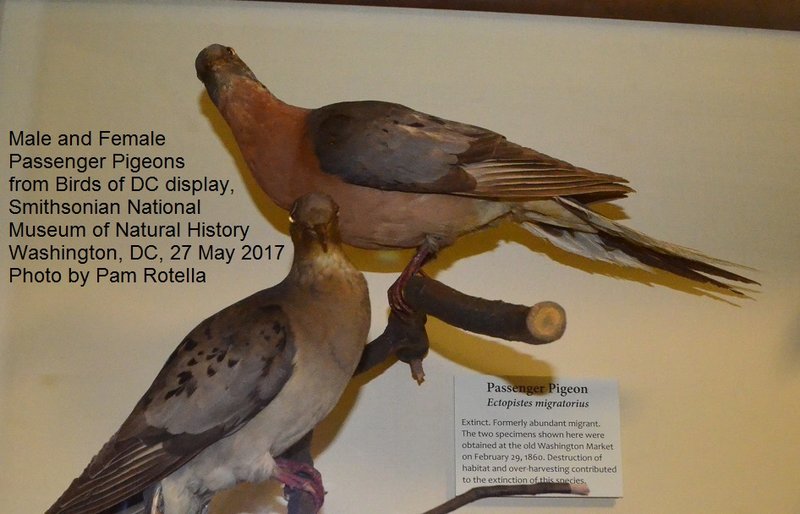 Differences Between The Passenger Pigeon And Similar Bird Species