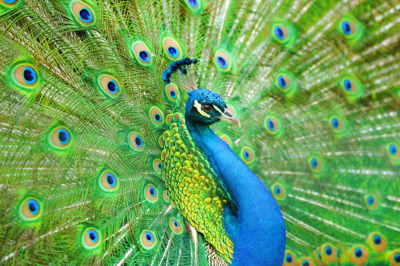 Differences Between The Peacock And Similar Bird Species