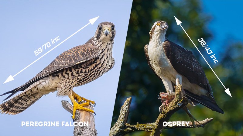 Differences Between The Peregrine Falcon And Similar Bird Species