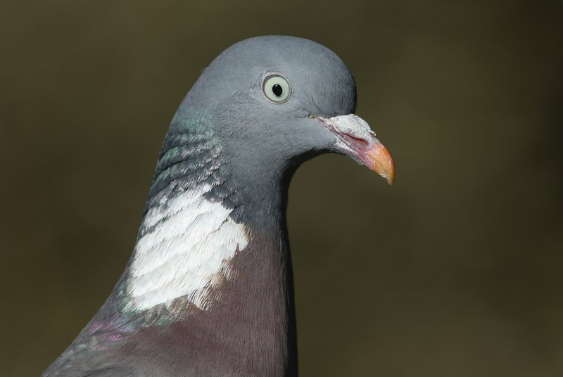 Differences Between The Pigeon And Similar Bird Species