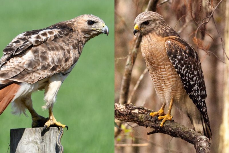 Differences Between The Red-Tailed Hawk And Similar Bird Species
