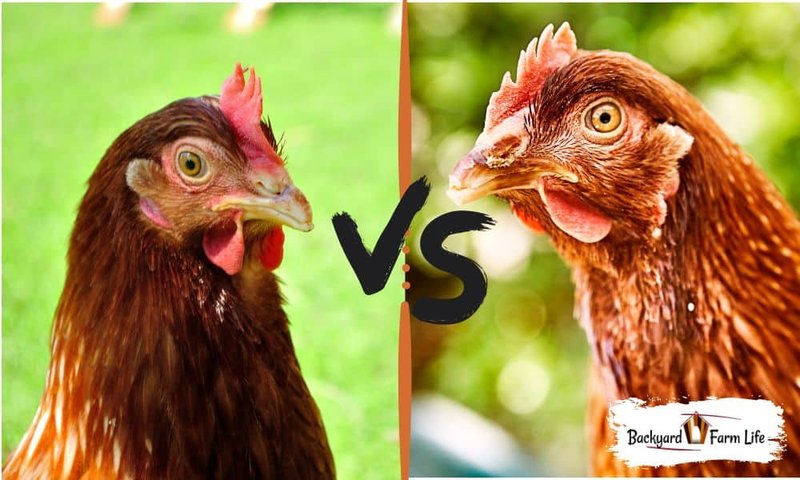 Differences Between The Rhode Island Red And Similar Bird Species
