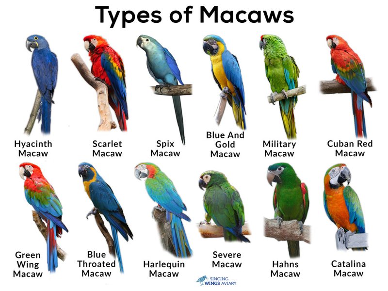 Differences Between The Scarlet Macaw And Similar Bird Species