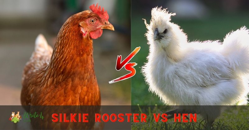 Differences Between The Silkie And Similar Bird Species