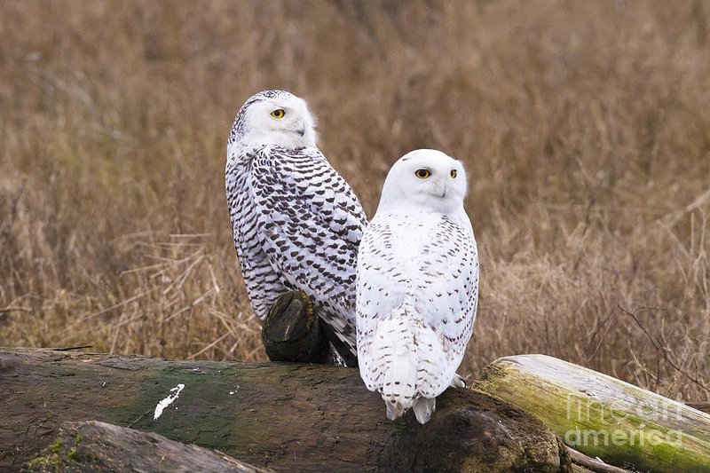 Differences Between The Snowy Owl And Similar Bird Species