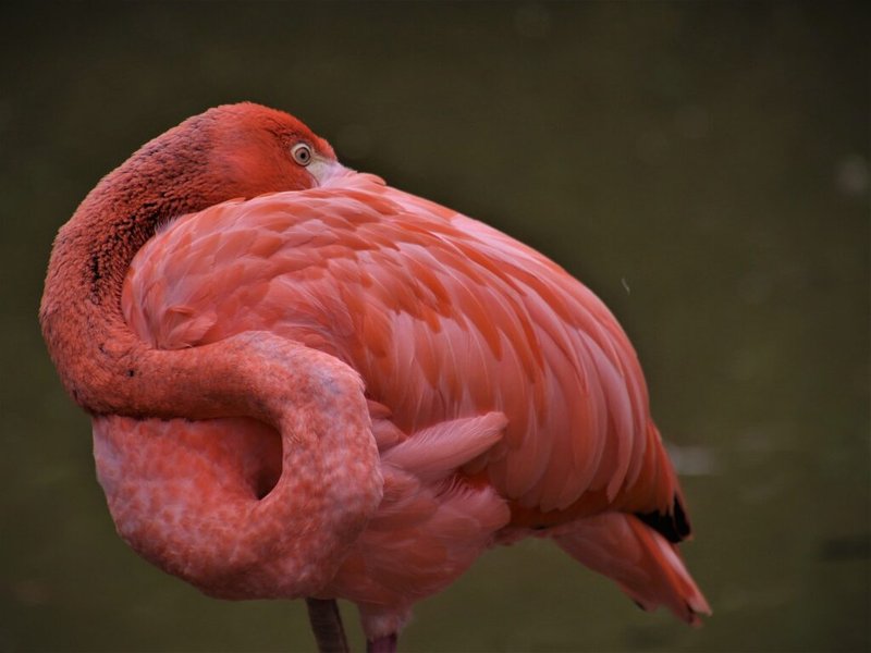 Differences Between The Stork And Similar Bird Species