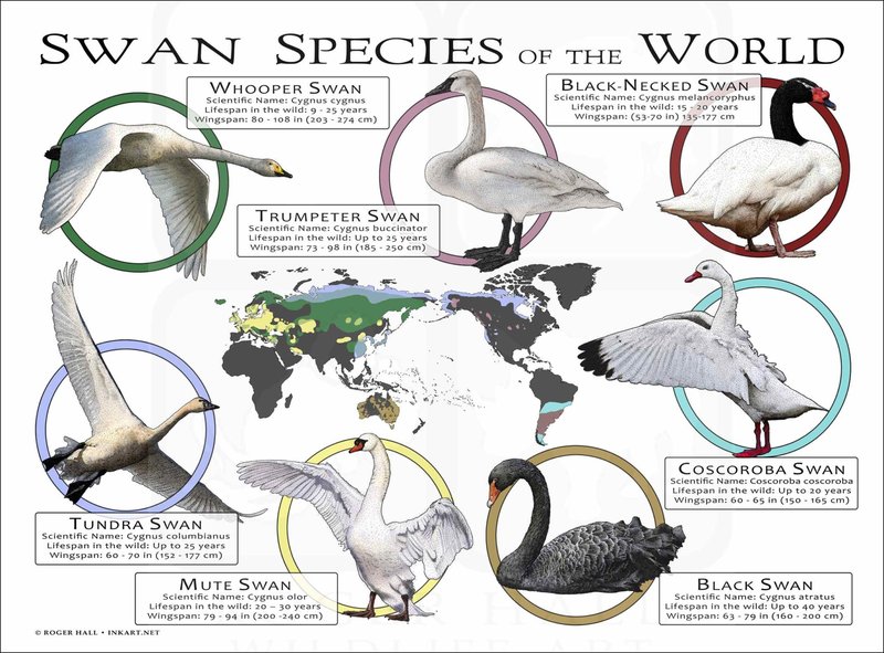 Differences Between The Swan And Similar Bird Species