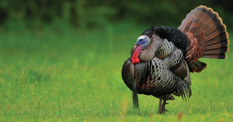 Differences Between The Turkey And Similar Bird Species
