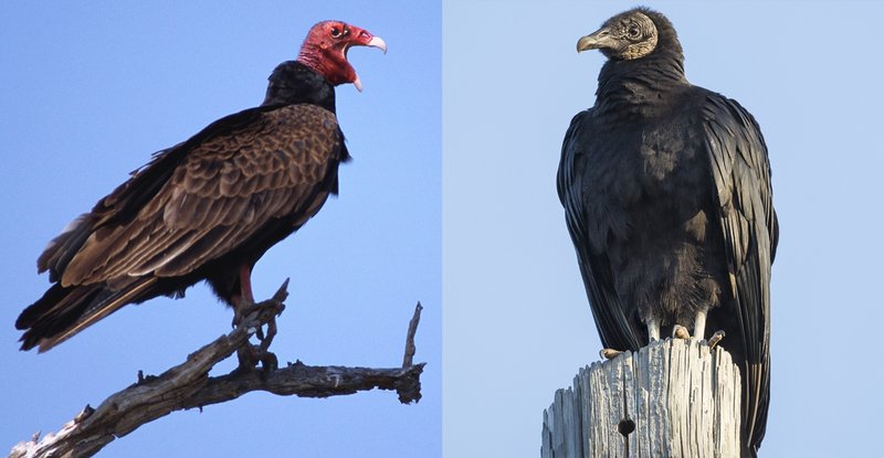 Differences Between The Vulture And Similar Bird Species