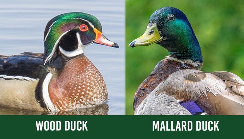 Differences Between The Wood Duck And Similar Bird Species