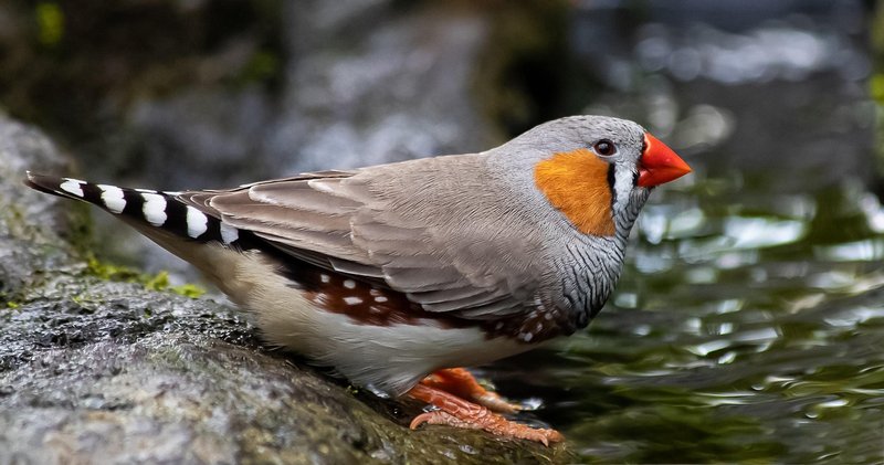 Differences Between The Zebra Finch And Similar Bird Species