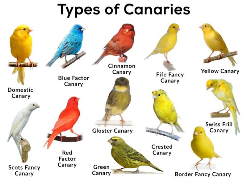 Different Types Of Canaries: Song, Color, And Type Breeds