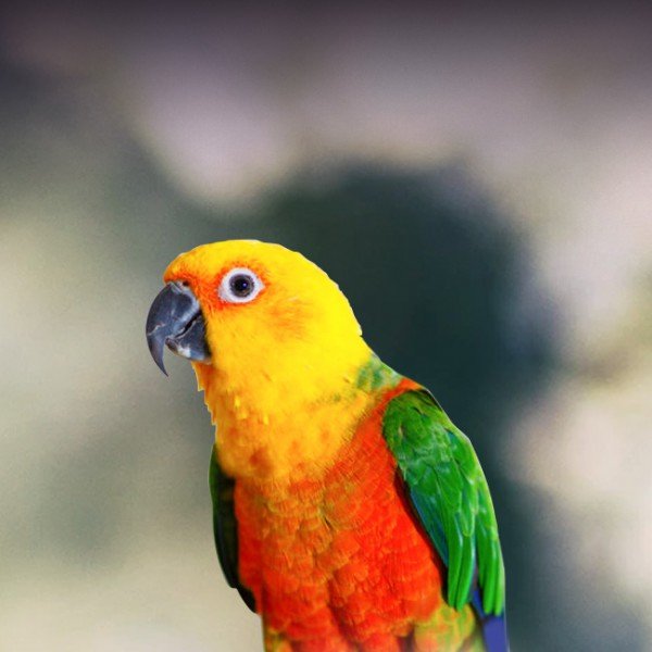 Different Types Of Conures: Green-Cheeked, Sun, Jenday, And More