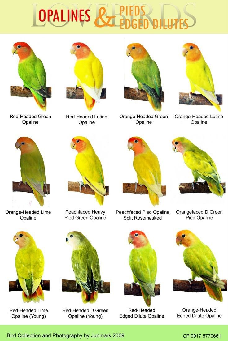 Different Types Of Lovebirds And Their Characteristics