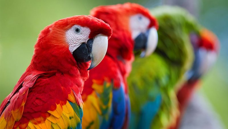 Different Types Of Pet Parrots And Their Unique Traits