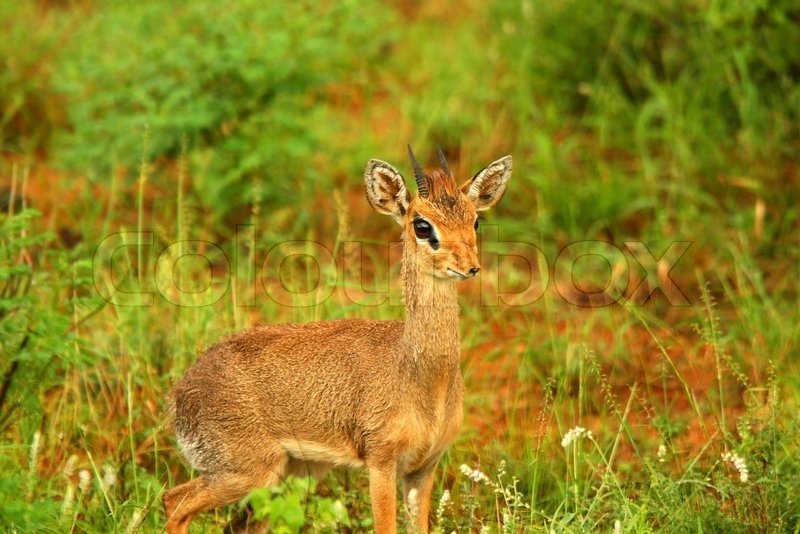 Dik-Dik