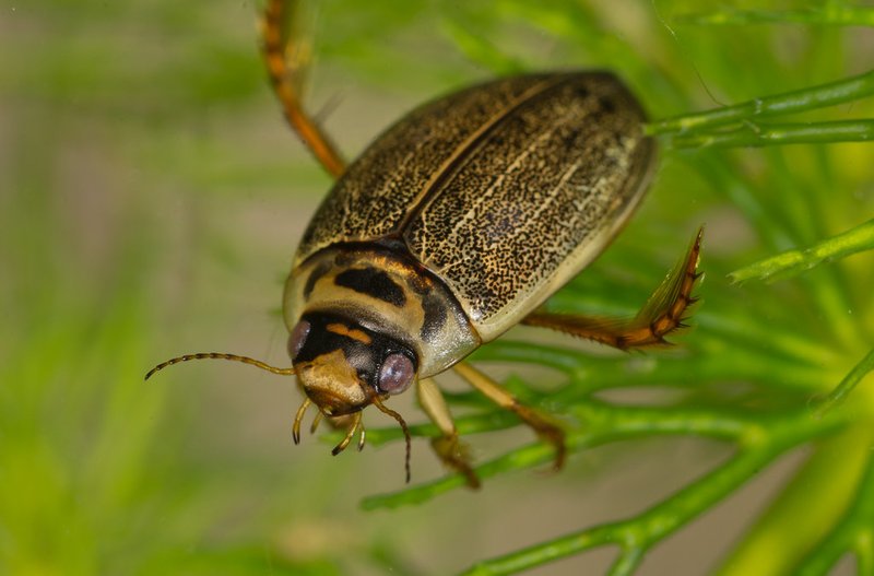 Diving Beetle