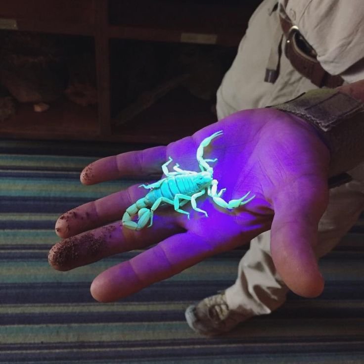 Do All Scorpions Glow In The Dark? The Uv Light Phenomenon