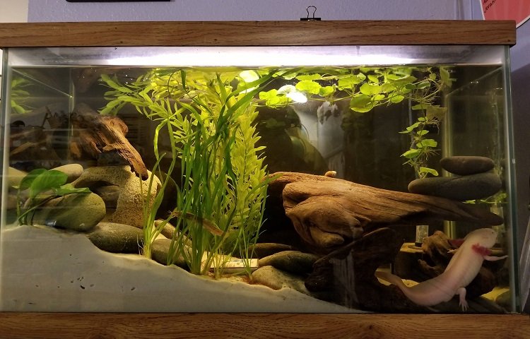 Do Axolotls Need A Filter And Heater In Their Tank?