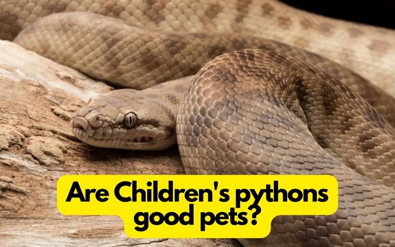 Do Ball Pythons Make Good Pets For Kids?