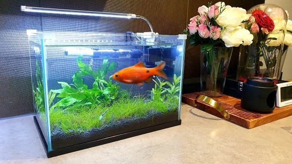Do Barbs Need A Heater And Filter?