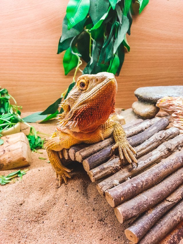Do Bearded Dragons Make Good Pets For Kids?