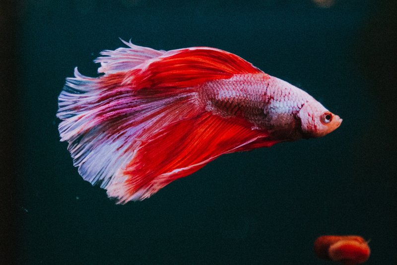 Do Betta Fish Need A Heater And Filter?