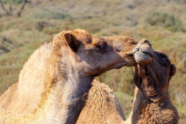 Do Camels Need A Companion? Social Habits Explained