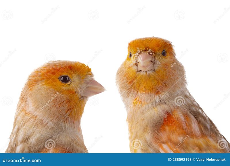 Do Canaries Get Lonely? Social Needs And Housing