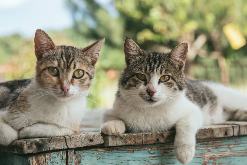 Do Cats Get Lonely? Social Needs And Multi-Cat Households
