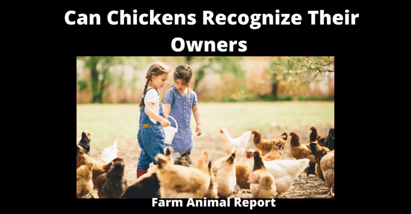 Do Chickens Recognize Their Owners?